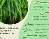 Helechos: cuidados, riego, poda y hojas amarillas. Consejos para mantener tus helechos sanos y frondosos.