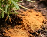 Polvo de canela para las plantas, aplicado cerca de las raíces de un romero. Un pequeño insecto se acerca.