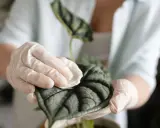Manos enguantadas limpian suavemente las hojas de una planta de interior, mostrando cómo limpiar las hojas de las plantas para un crecimiento saludable.