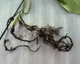 Raíces de planta con aspecto de raices podridas, oscuras y quebradizas, con restos de sustrato blanco.