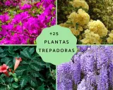 Flores vibrantes y follaje exuberante en un collage de plantas trepadoras resistentes para exterior.
