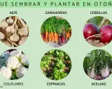 Ajos, zanahorias, cebollas, coliflores, espinacas y acelgas son algunas de las plantas de otoño ideales para sembrar.
