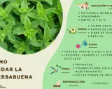 Guía visual para el cuidado de la hierbabuena: ubicación, suelo, riego, poda y reproducción.