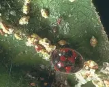Mariquita sobre hoja con cochinillas. Un remedio para plantas pegajosas es usar depredadores naturales como esta mariquita.
