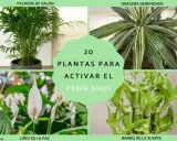Palmera de salón, drácena, lirio de la paz y bambú de la suerte: 20 plantas para activar el feng shui y atraer energía positiva.