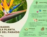Cuidados de la planta ave del paraíso: riego constante, ubicación soleada, sustrato drenante y abono.
