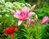 Un vibrante jardín con una flor lirio rosa en primer plano, salpicada de puntos oscuros. A su lado, un lirio rojo y capullos verdes.