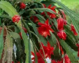 Planta de pluma de Santa Teresa en maceta, con flores rojas vibrantes. Cuidados para su exuberante crecimiento.