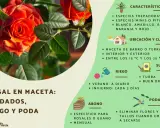 Guía visual sobre como cuidar una rosa en maceta: riego, abono y poda. Incluye consejos sobre ubicación y suelo.