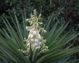 Planta yuca con racimo de flores blancas y hojas verdes puntiagudas.
