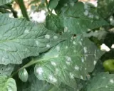 Hojas de tomate con manchas blancas, indicando posible mildiú polvoriento.