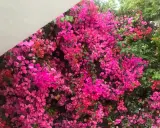 Un muro cubierto de flores vibrantes, un espectáculo cuando florece la buganvilla, con tonos rosados y fucsias intensos.
