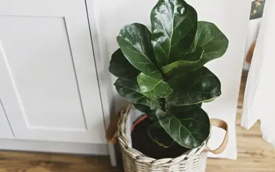 Planta de interior ficus lyrata en maceta de mimbre, ideal para decorar tu hogar. Cuidados sencillos para un verde exuberante.
