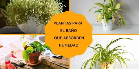 Plantas para el baño que absorben humedad: un helecho frondoso, una planta de interior en maceta blanca, una planta en maceta de terracota y una planta araña en una taza decorativa.