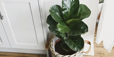 Planta de interior ficus lyrata en maceta de mimbre, ideal para decorar tu hogar. Cuidados sencillos para un verde exuberante.