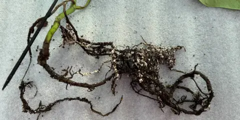 Raíces de planta con aspecto de raices podridas, oscuras y quebradizas, con restos de sustrato blanco.