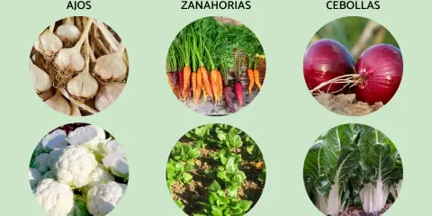 Ajos, zanahorias, cebollas, coliflores, espinacas y acelgas son algunas de las plantas de otoño ideales para sembrar.