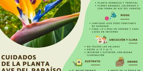 Cuidados de la planta ave del paraíso: riego constante, ubicación soleada, sustrato drenante y abono.