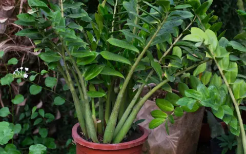 Planta de zamioculca exterior en maceta terracota, con hojas verdes brillantes y tallos gruesos. Al fondo, otras plantas y texturas naturales.