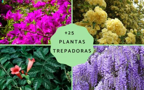 Flores vibrantes y follaje exuberante en un collage de plantas trepadoras resistentes para exterior.