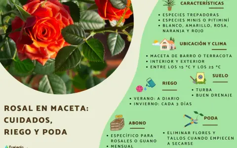Guía visual sobre como cuidar una rosa en maceta: riego, abono y poda. Incluye consejos sobre ubicación y suelo.
