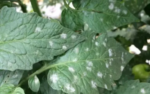 Hojas de tomate con manchas blancas, indicando posible mildiú polvoriento.