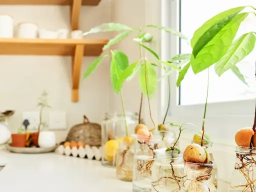Semillas de aguacate en frascos con agua, mostrando raíces y brotes verdes. Un proyecto para plantar aguacate en casa.