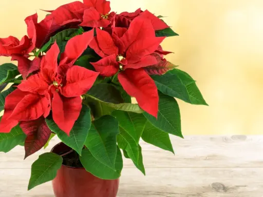 Flor de pascua roja y verde vibrante en maceta, sobre mesa de madera. ¿Cómo hacer que se ponga roja?
