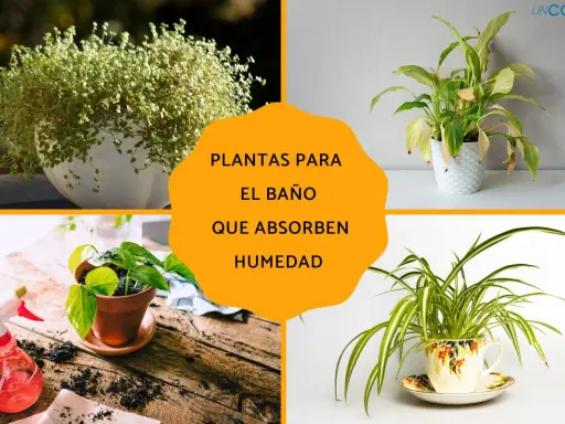 Plantas para el baño que absorben humedad: un helecho frondoso, una planta de interior en maceta blanca, una planta en maceta de terracota y una planta araña en una taza decorativa.