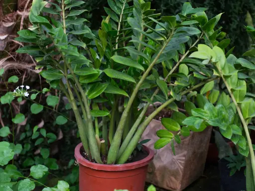 Planta de zamioculca exterior en maceta terracota, con hojas verdes brillantes y tallos gruesos. Al fondo, otras plantas y texturas naturales.