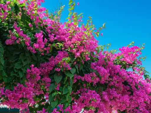 Enredaderas para pérgolas, con vibrantes flores fucsias y hojas verdes, cubren una estructura contra un cielo azul brillante.