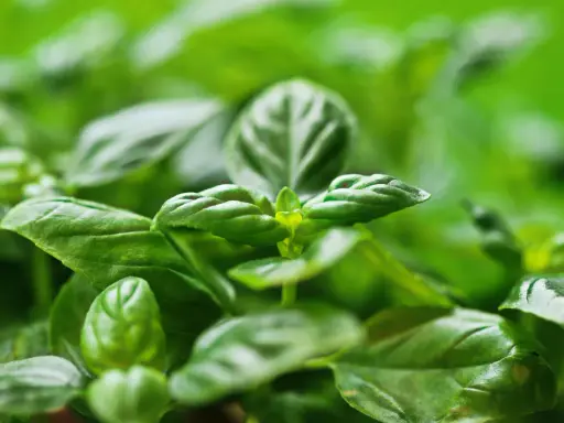 Primer plano de hojas verdes vibrantes de una planta aromática, con un enfoque suave que resalta su frescura y textura.