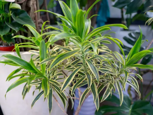 Planta dracaena con hojas verdes y amarillas, un toque tropical en tu hogar.