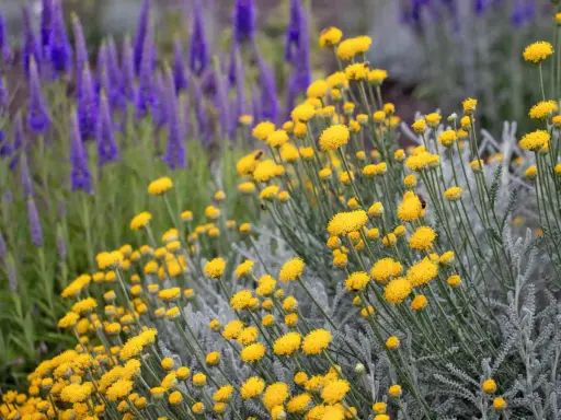 Flores amarillas de santolina, ideales para jardines secos. Sus cuidados son mínimos, solo necesita sol y buen drenaje.