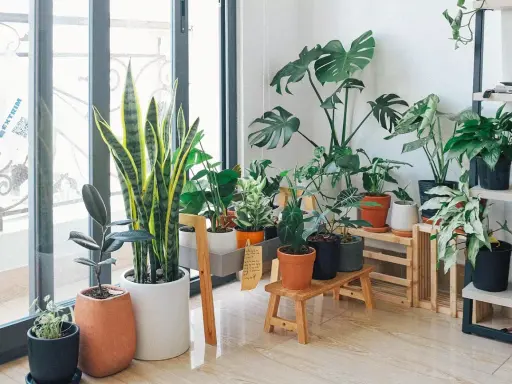 Un rincón acogedor con varias plantas de interior poca luz, como sansevieria y monstera, adornan el espacio junto a una ventana.