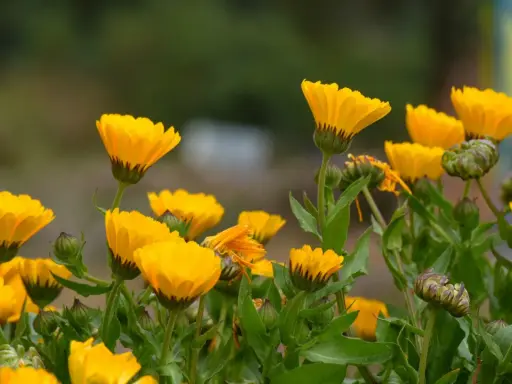 Un campo de alegres flores de temporada junio, de vibrante color amarillo, se mecen suavemente con la brisa.