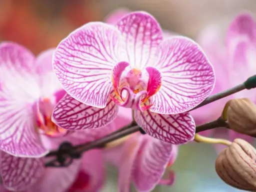 Orquídeas rosadas con rayas púrpuras, perfectas para saber donde colocar una orquídea y embellecer tu hogar.