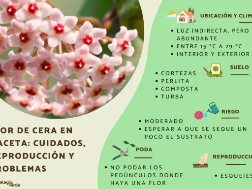Racimo de flores de hoya carnosa, con consejos de cuidado, riego y reproducción.