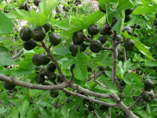 Higuera cargada de frutos verdes, algunos bajo el sol, otros en la sombra. Las hojas grandes y lobuladas protegen los higos.