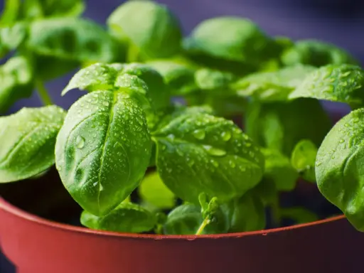 Plantas aromáticas en maceta, con hojas verdes y gotas de agua, listas para un jardín fresco.