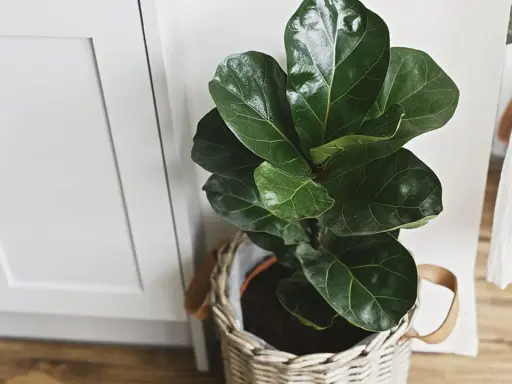Planta de interior ficus lyrata en maceta de mimbre, ideal para decorar tu hogar. Cuidados sencillos para un verde exuberante.