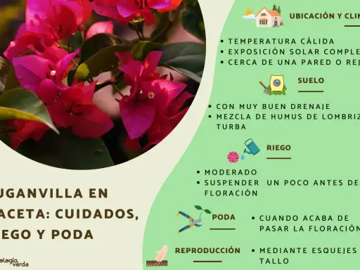 Buganvilla en maceta: cuidados, riego y poda. Consejos para su ubicación, suelo, riego, poda y reproducción.