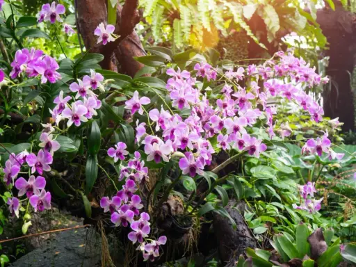 Ramos de orquídeas de exterior, con flores rosadas y moradas, cuelgan de un tronco cubierto de musgo y rodeado de exuberante vegetación.