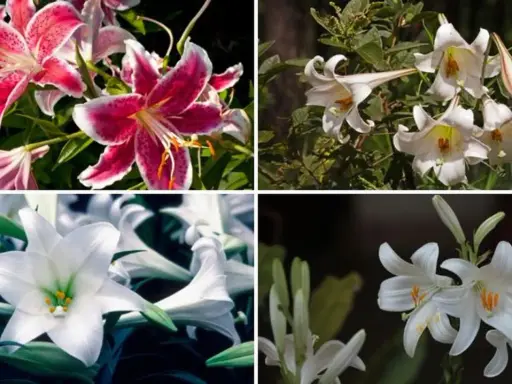 Cuatro imágenes de azucena planta: dos con flores rosadas y blancas, y dos con flores blancas.