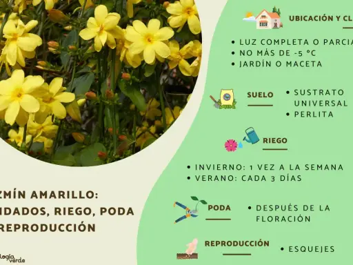 Jazmín amarillo en invierno, floreciendo con delicadas flores amarillas. Cuidados, riego y poda para esta planta.