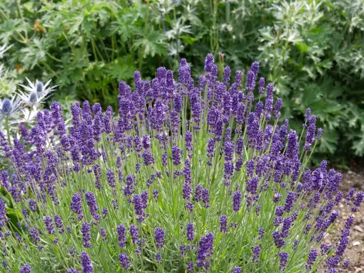 Un exuberante lavanda jardin con espigas moradas vibrantes y follaje verde.