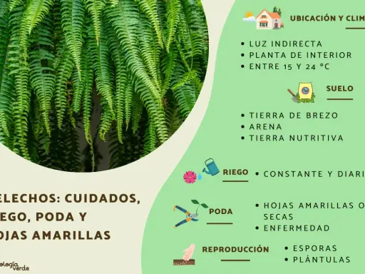 Helechos: cuidados, riego, poda y hojas amarillas. Consejos para mantener tus helechos sanos y frondosos.