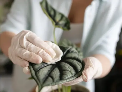 Manos enguantadas limpian suavemente las hojas de una planta de interior, mostrando cómo limpiar las hojas de las plantas para un crecimiento saludable.