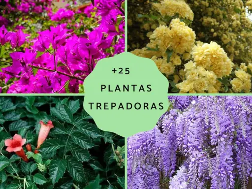 Flores vibrantes y follaje exuberante en un collage de plantas trepadoras resistentes para exterior.