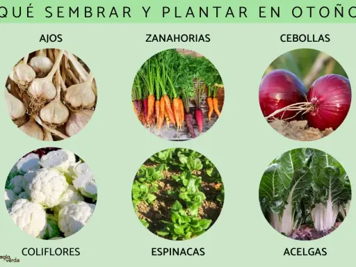 Ajos, zanahorias, cebollas, coliflores, espinacas y acelgas son algunas de las plantas de otoño ideales para sembrar.